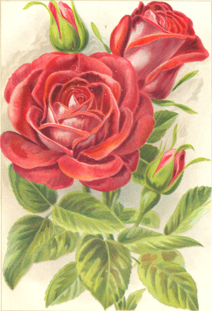 ROSES. Gustave Piganeau 1903 old antique vintage print picture